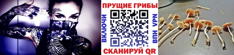 Галлюциногенные грибы GOLDEN TEACHER  продажа наркотиков  Мамоново 